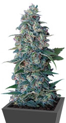 Hashberry regular (Mandala Seeds)