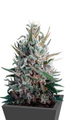 Eleven Roses fem (Delicious Seeds)