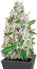 Auto Red Russian XXL (Auto White Russian XXL) fem (Victory Seeds)