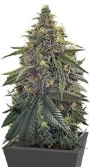 Desert Diesel fem (Humboldt Seeds)