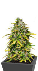 Lemon AK Auto fem (FastBuds) семена конопли