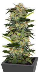 Mystical Autoflower fem (Easy Grow Seeds)