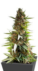 Over Dawg fem (Medical Seeds)