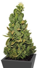 Купить семена конопли Pineapple Chunk мини