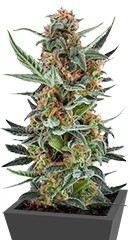 Royal Dwarf Auto fem (RQS)