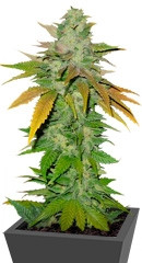 TNT Kush fem (Eva Seeds)