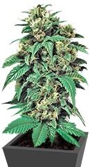 Wreckage regular (TH Seeds)