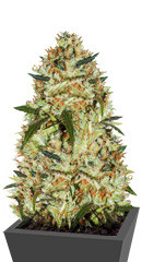 Cheese fem (Vision Seeds)