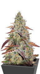 Grandaddy Purple fem семена конопли