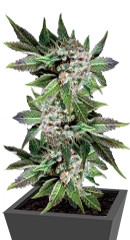 Blue Pyramid fem (Pyramid Seeds)