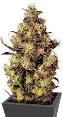 Blue Velvet fem (Dutch Passion)