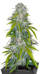 Critical XXL fem (Herbies Seeds)