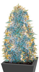 Ultra Power Plant fem (Victory Seeds)