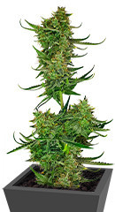 Cherry Cola Auto fem (FastBuds) семена конопли