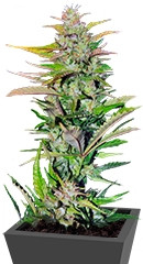 Black Jack F1 Fast Version fem (Sweet Seeds)