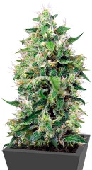 Sweet Amnesia Haze XL Auto (Blow Mind Auto) fem (Sweet Seeds)