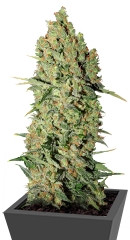 Chronic fem (Serious Seeds)