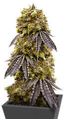 La Calma Autoflower fem (Easy Grow Seeds)