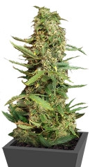 Super Skunk fem (Nirvana Seeds)