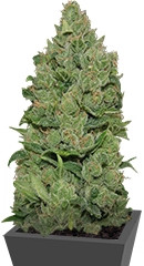 Top Dawg fem (Barney's Farm)