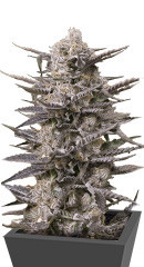 Watermelon OG fem (Advanced Seeds)