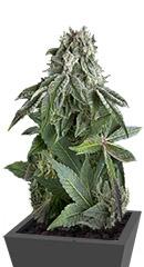 Blueberry Auto fem (Trikoma Seeds)