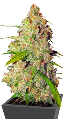 Gagarin Haze fem (Dutch Passion)