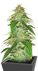 Original Auto Russian fem (FastBuds)