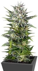 Pineapple Skunk regular (Humboldt Seeds)