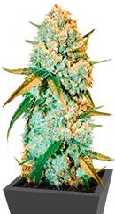 Special Crystal Haze fem (Bulk Seed Bank)