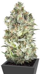 Super Cheese fem (Trikoma Seeds)