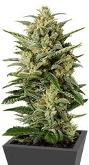 Cheese XXL Autoflowering fem (Dinafem Seeds)