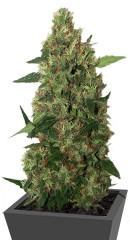 Chill-OM regular (Mandala Seeds)