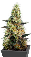 NYC Diesel CBD (Ice Cool CBD) fem (Sweet Seeds)