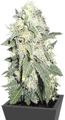 Kripple Roulette fem (Dr. Krippling Seeds) семена конопли