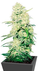 Malakoff fem (Medical Seeds)