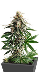 Soyuz OG Express fem (Kalashnikov Seeds)