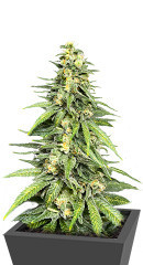 Dozy Cookies fem (AlphaFem Seeds)