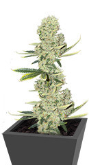 Kali Banner fem (AlphaFem Seeds)