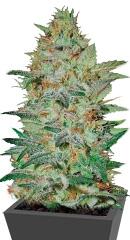 Sensible Star fem (Bulk Seed Bank)