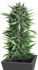 Sour Diesel Auto fem (Humboldt Seeds)