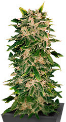 Sweet Zenzation XL Auto fem (Sweet Seeds)