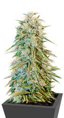 Blue Fire fem (Humboldt Seeds)