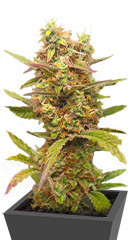 HulkBerry Automatic fem (RQS) семена конопли