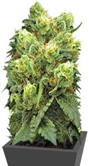 Pre-99 Big Bud (Big Bud) fem (Nirvana Seeds)