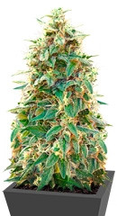 Auto 00 Cheese (Auto 00 Hashchis) fem (00 Seeds)