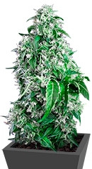 Big Devil F1 Fast Version fem (Sweet Seeds)