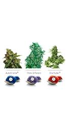 Colour mix 7 Auto Fem (Dutch Passion)