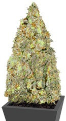 Critical Chronic regular (Sumo Seeds)