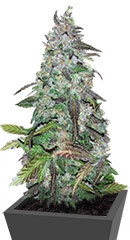 Fastberry auto fem семена конопли